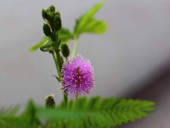 含羞草花期,含羞草花期在每年九月盛放