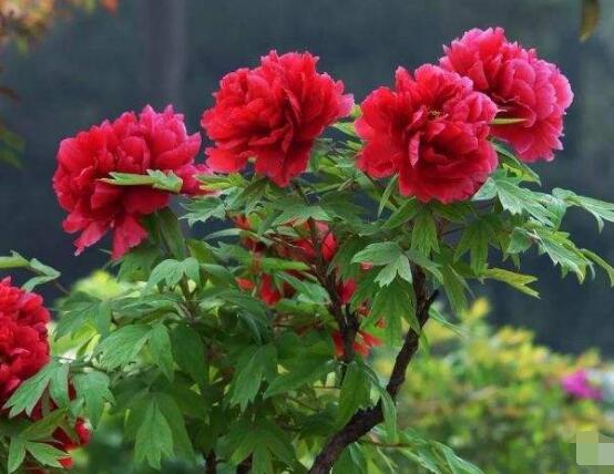 牡丹花什么时候开,牡丹花在每年5月开花(一年开一次)