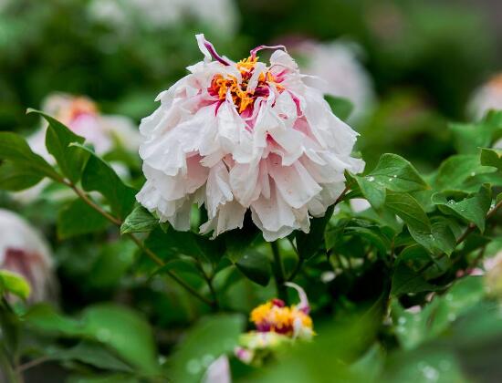 牡丹花什么时候开,牡丹花在每年5月开花(一年开一次)