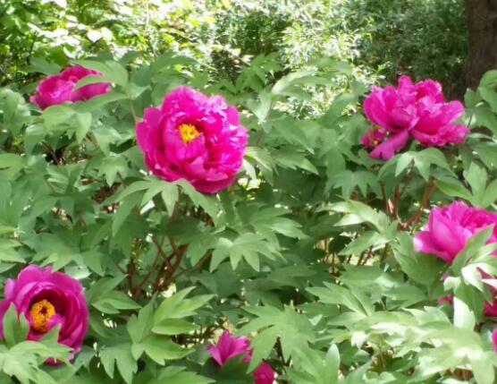牡丹花什么时候开,牡丹花在每年5月开花(一年开一次)