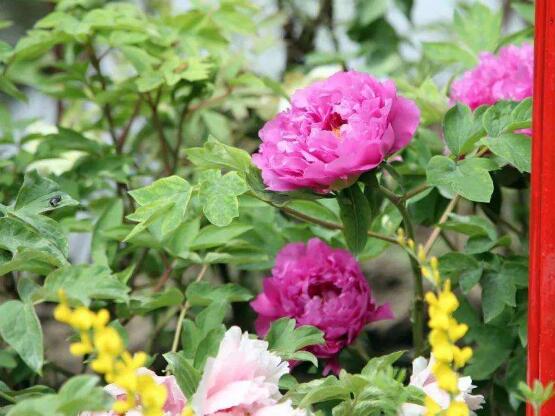 牡丹花什么时候开,牡丹花在每年5月开花(一年开一次)