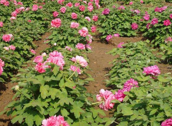 牡丹花烂根怎么办,牡丹花烂根解决办法