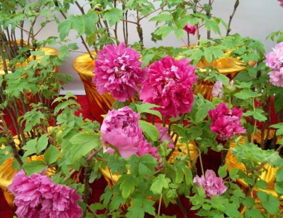 牡丹花烂根怎么办,牡丹花烂根解决办法