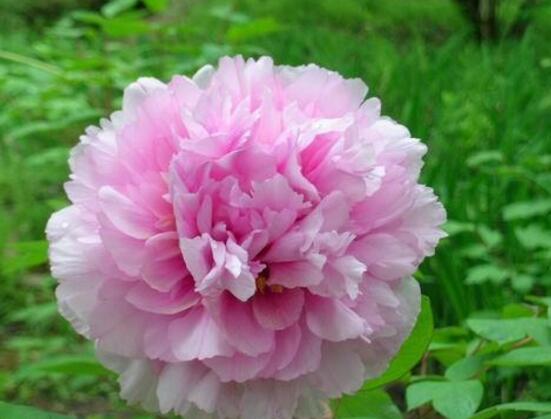 牡丹花烂根怎么办,牡丹花烂根解决办法