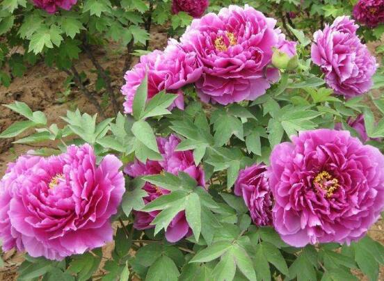 牡丹花烂根怎么办,牡丹花烂根解决办法