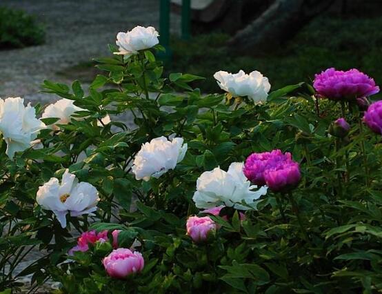 牡丹花有毒吗,牡丹花可以在室内养吗