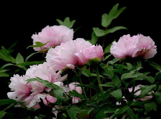 牡丹花有毒吗,牡丹花可以在室内养吗