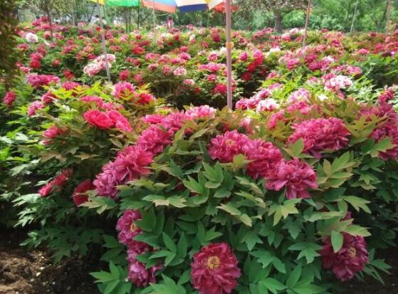 牡丹花怎么浇水,牡丹花浇水方法