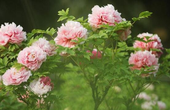 牡丹花怎么浇水,牡丹花浇水方法