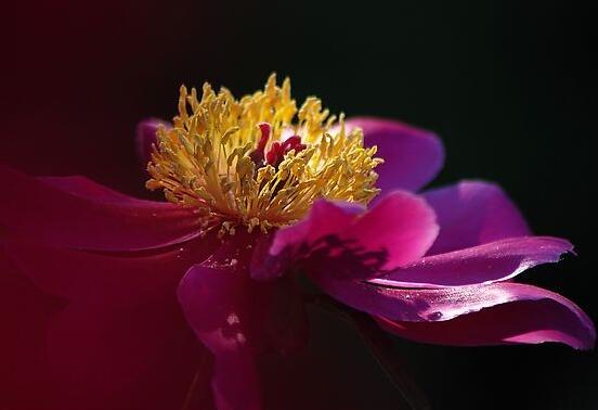 牡丹花怎么浇水,牡丹花浇水方法
