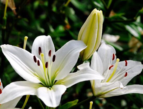 百合花的花语是什么，诠释爱情“百年好合”最美不过了