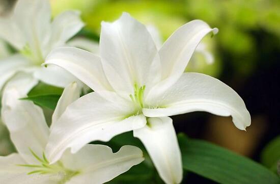 百合花的药用价值,百合花的功效与作用