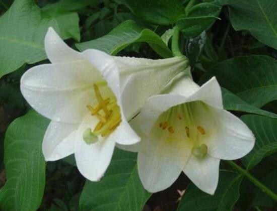 百合花的药用价值,百合花的功效与作用