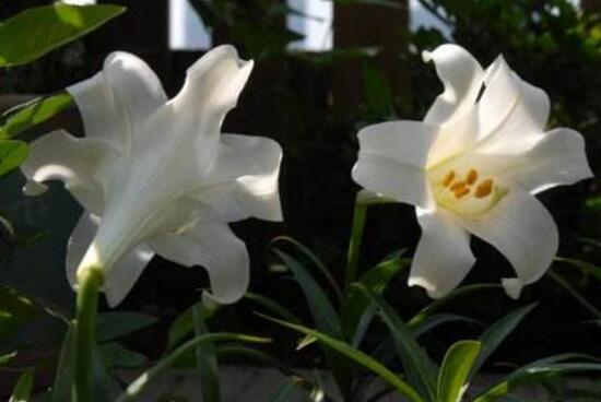 百合花的药用价值,百合花的功效与作用