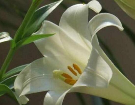 百合花多久浇次水,盆栽百合花怎么浇水/三天浇次水