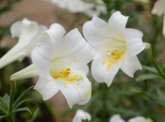 百合花什么时候开花，百合花不开花怎么办/适当光照