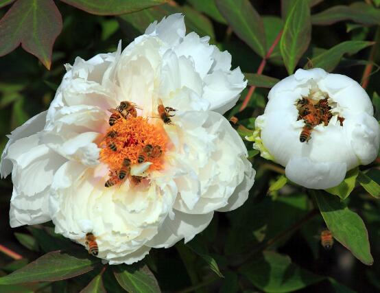 牡丹花花语是什么，代表着富贵吉祥、繁荣昌盛