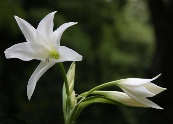 百合花叶子发黄怎么办，教你五种方法让它恢复生机