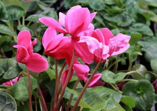 仙客来什么时候开花,仙客来一年开几次花/冬季开花