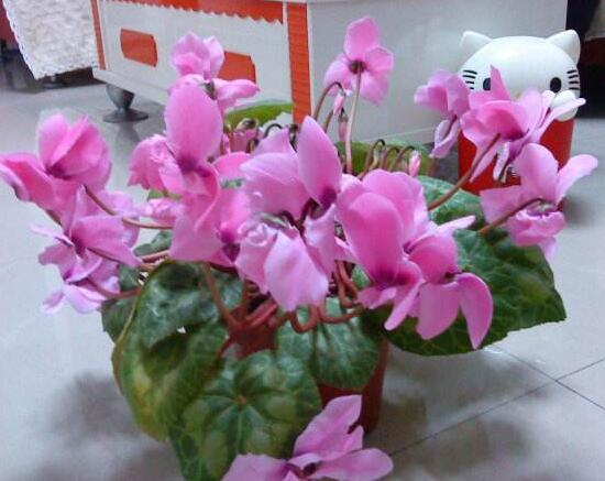 仙客来什么时候开花,仙客来一年开几次花/冬季开花