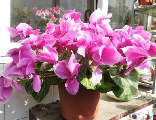 仙客来什么时候开花,仙客来一年开几次花/冬季开花