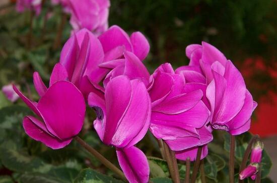 仙客来什么时候开花,仙客来一年开几次花/冬季开花