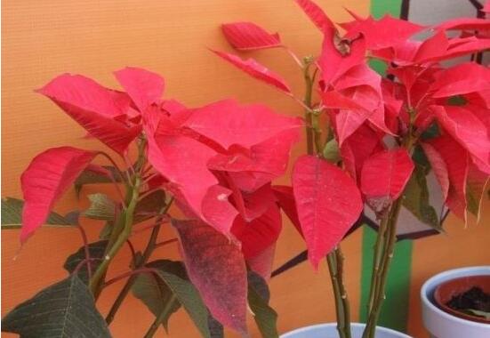 一品红花语是什么,一品红花语代表着我的心正在燃烧