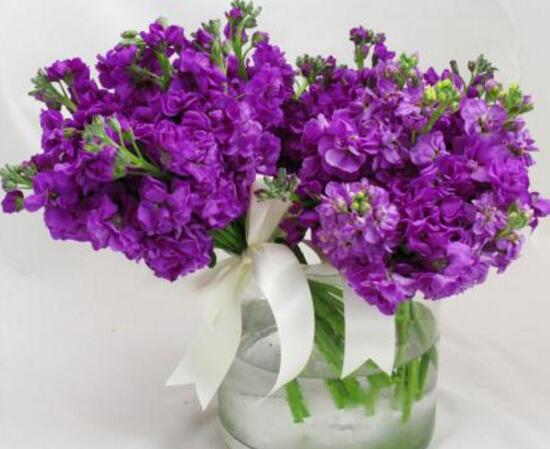 盆栽紫罗兰怎么养，紫罗兰的养殖方法