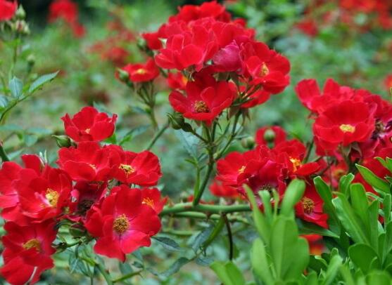 蔷薇花怎么施肥,蔷薇花施肥方法