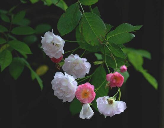 蔷薇花怎么施肥,蔷薇花施肥方法