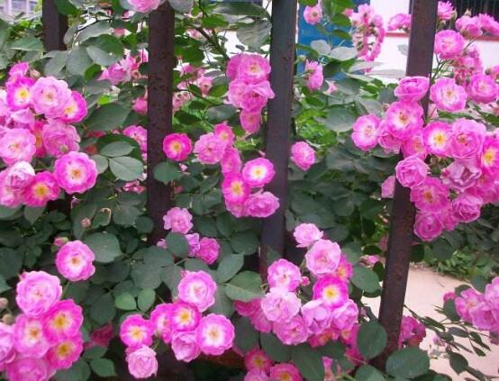 蔷薇花怎么施肥,蔷薇花施肥方法