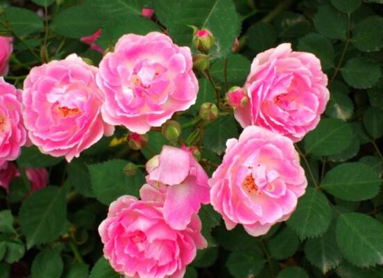 蔷薇花怎么施肥,蔷薇花施肥方法