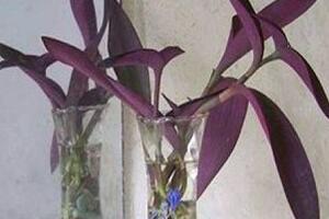 紫罗兰可以水培吗，紫罗兰水培方法