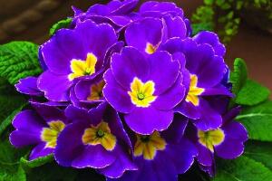 紫罗兰为什么是紫色的，紫罗兰有什么特点