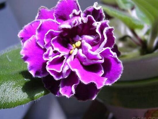 紫罗兰为什么是紫色的，紫罗兰有什么特点
