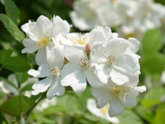 白色蔷薇花，白色蔷薇花特点