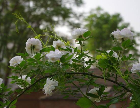 白色蔷薇花，白色蔷薇花特点