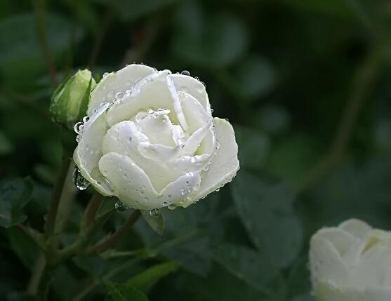 白色蔷薇花，白色蔷薇花特点