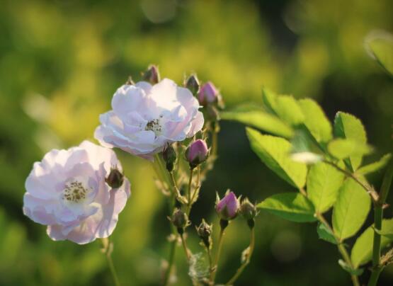 野蔷薇花语是什么,野蔷薇花语代表着浪漫的爱情
