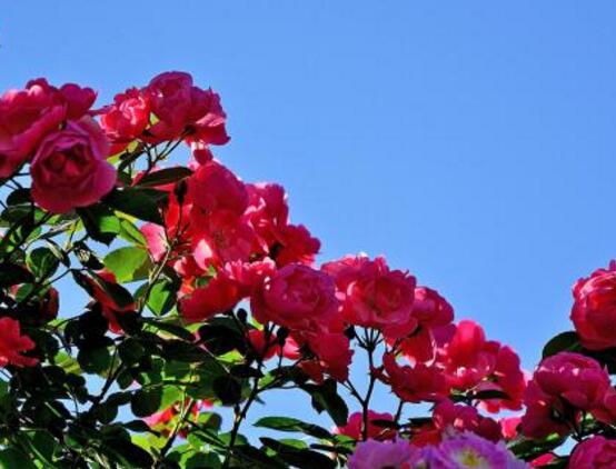 野蔷薇花语是什么,野蔷薇花语代表着浪漫的爱情