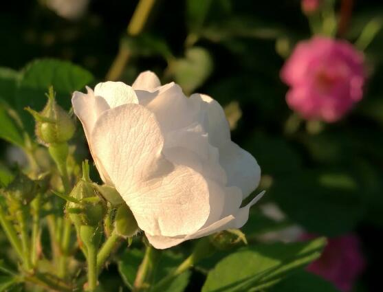 野蔷薇花语是什么,野蔷薇花语代表着浪漫的爱情