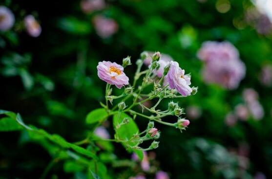 蔷薇花虫害及防治方法，蔷薇花三种虫害防治办法