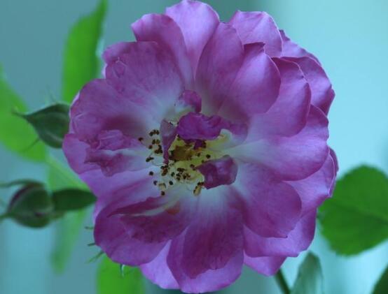 蔷薇花怎么浇水,蔷薇花浇水方法