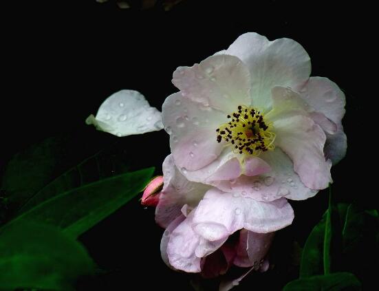 蔷薇花怎么浇水,蔷薇花浇水方法