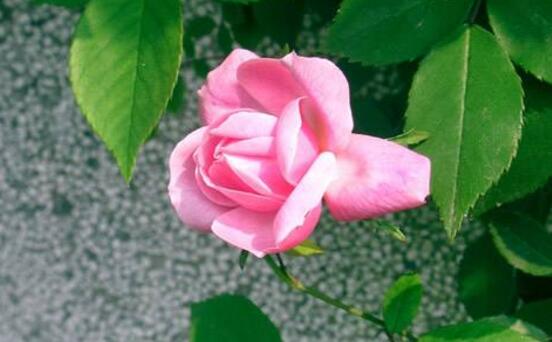 蔷薇花什么时候开花，蔷薇花花期在4-9月(开花半年)
