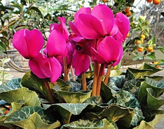 仙客来的花有什么特点,仙客来图片大全鉴赏