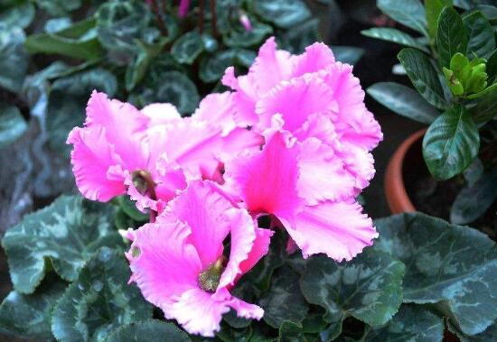 仙客来的花有什么特点,仙客来图片大全鉴赏