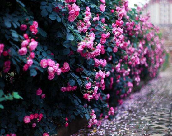蔷薇花冬天掉叶子是怎么回事,冬天掉叶子解决办法