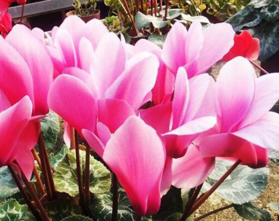 仙客来花语及寓意,不同颜色仙客来花语含义