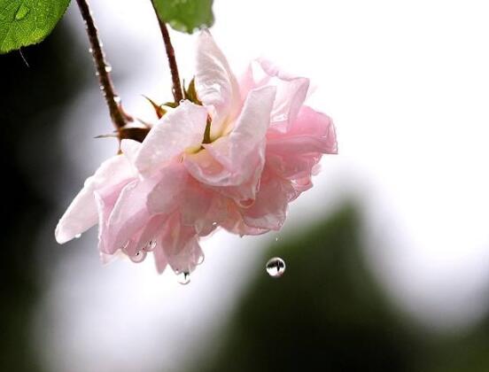 蔷薇花栽种,蔷薇花栽种方法